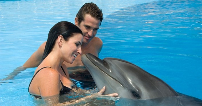 Dolphin swim and ride Los Cabos